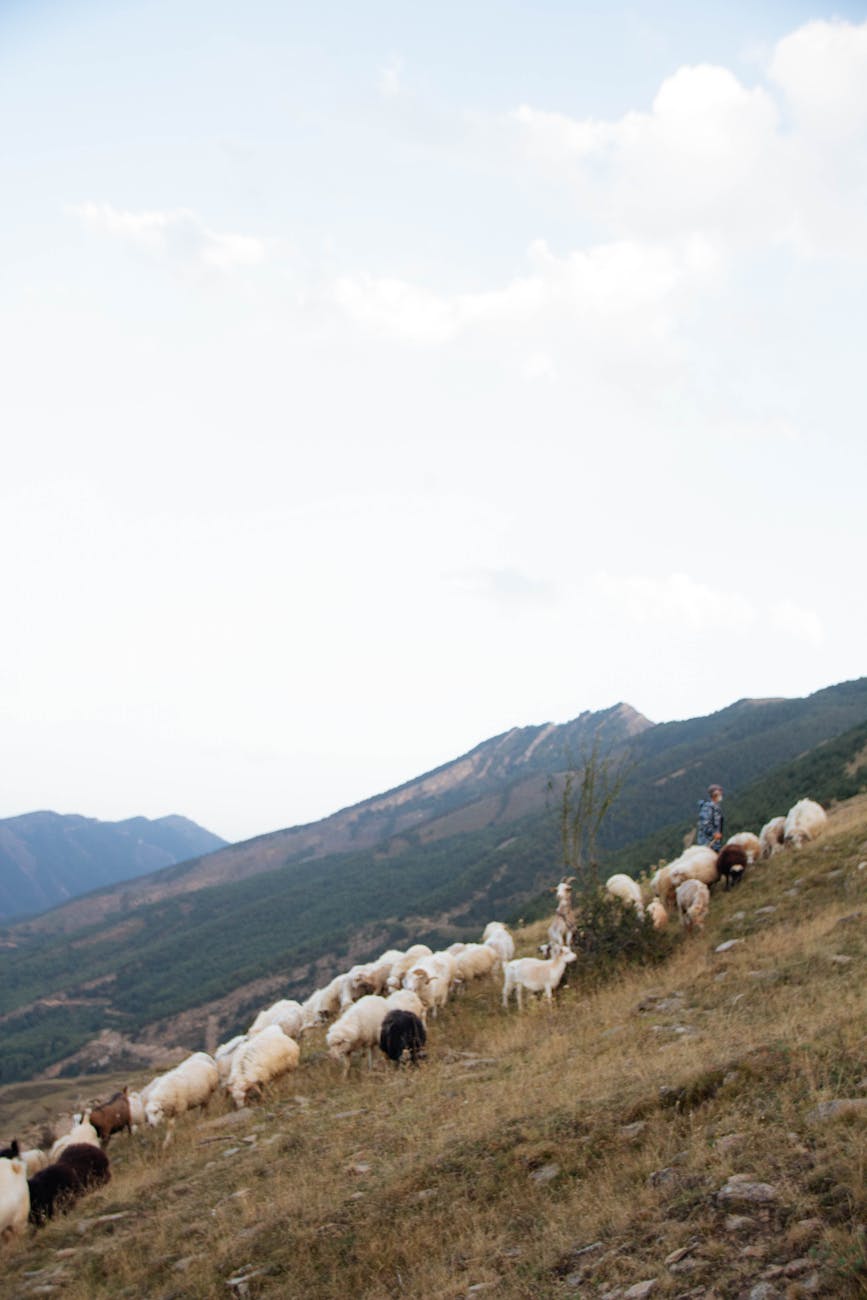 Troupeau de brebis en estive sur prairie alpine