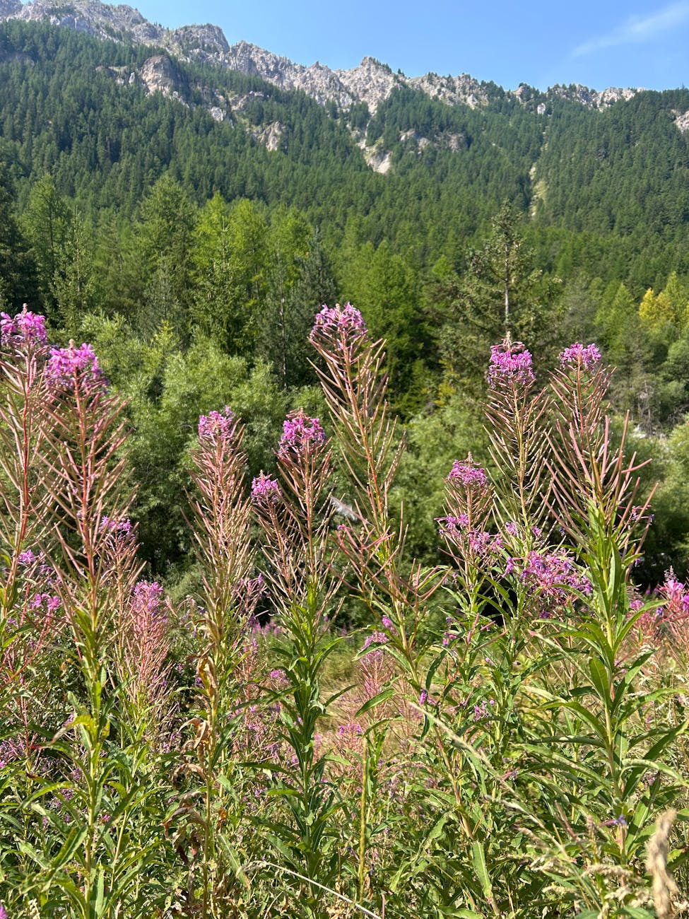 Fleurs sauvages dans une forêt alpine ensoleillée