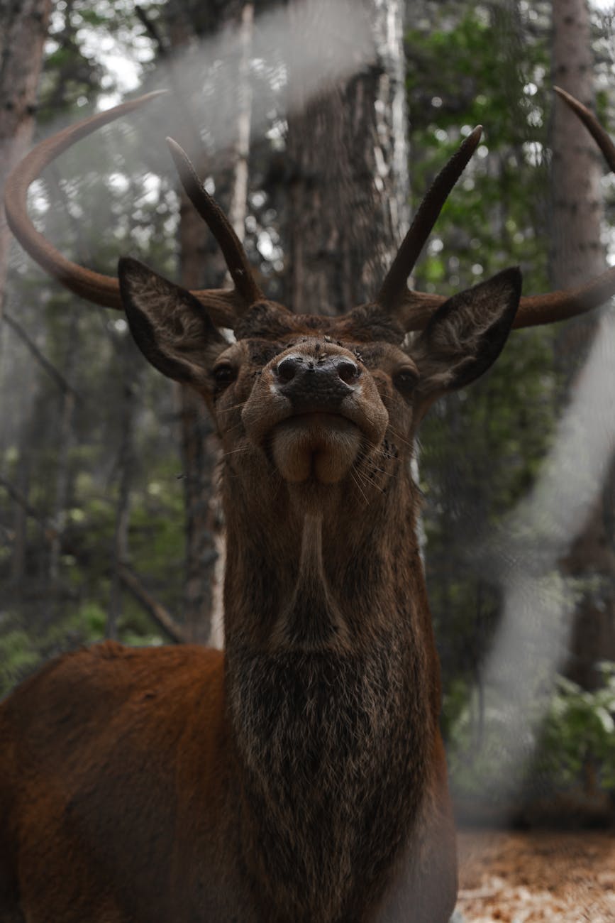 Cerf élaphe avec ses bois dans un sous-bois verdoyant