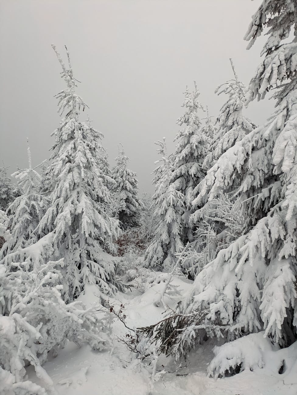Sentier alpin enneigé bordé de pins en hiver