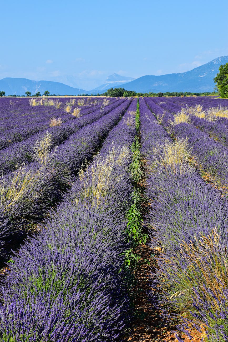 Champs de lavande en fleurs en Provence