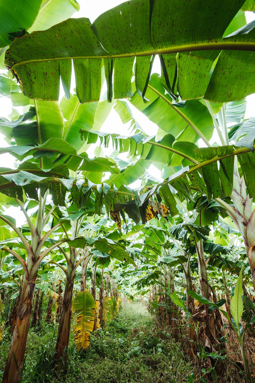 Plantation de bananiers tropicale luxuriante