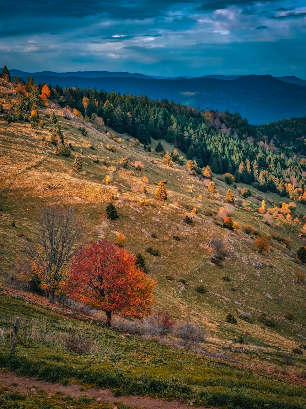 Collines et forêt en automne