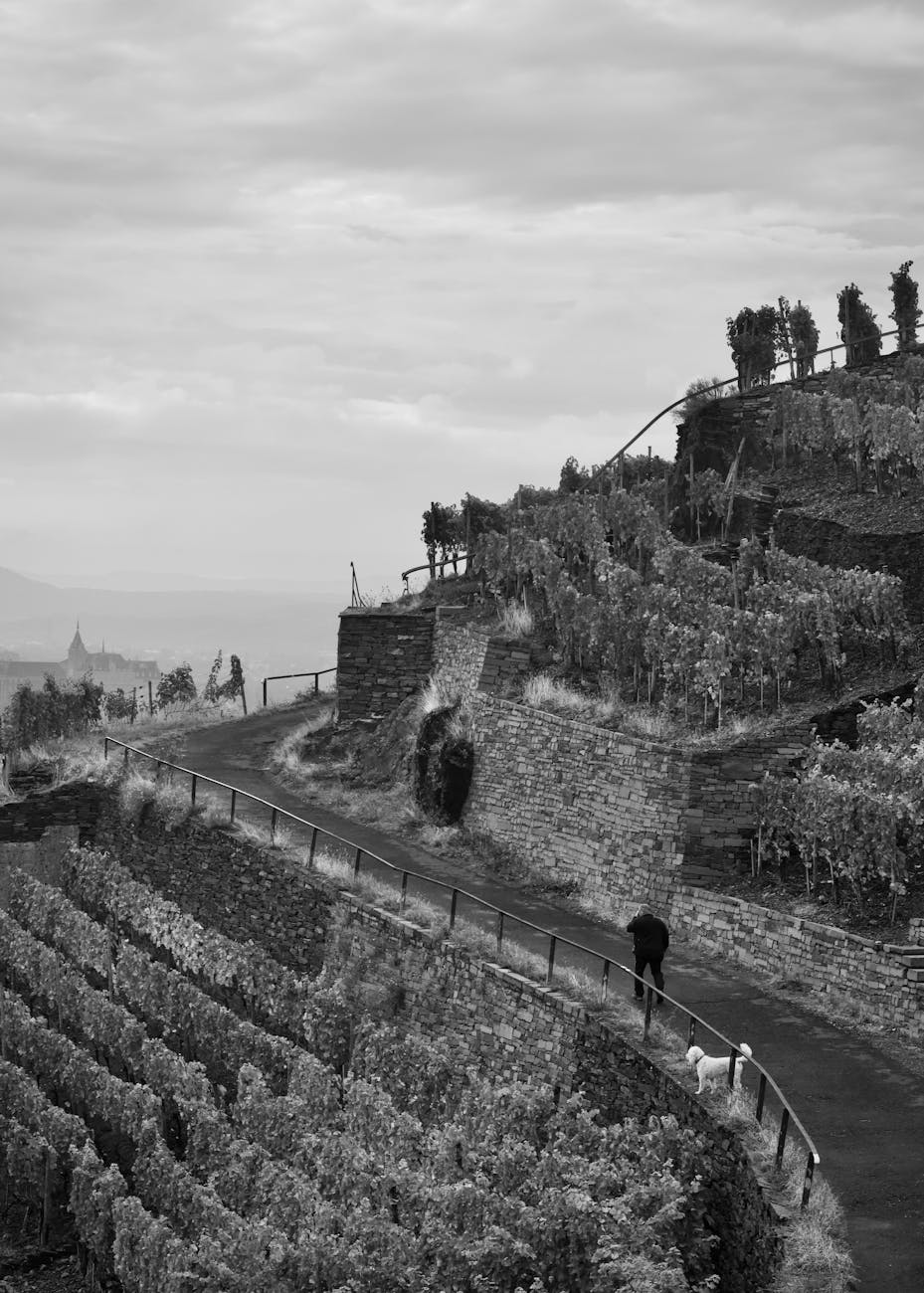 Vignoble en terrasses sur coteaux pentus