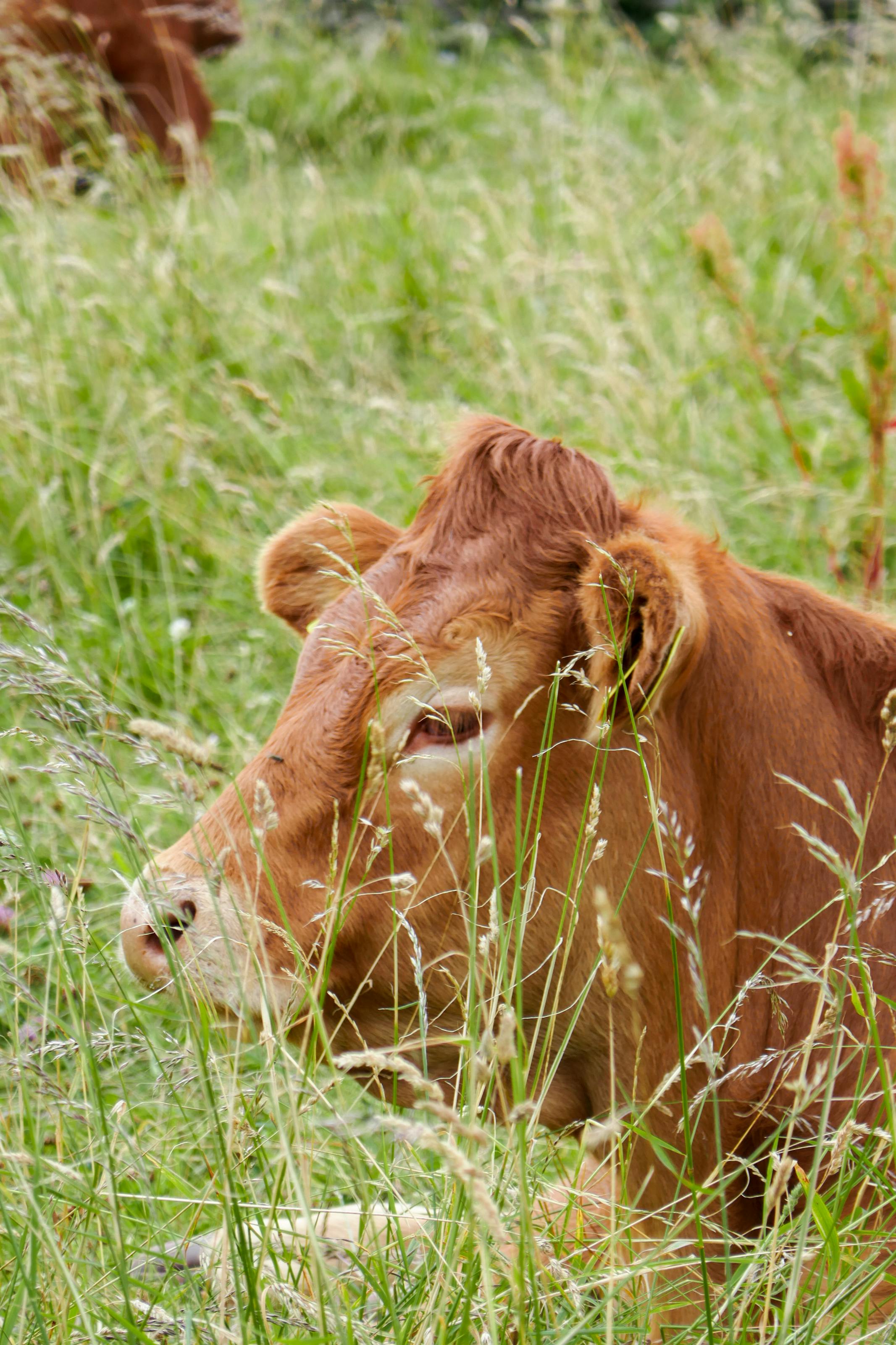 Vache Limousine dans une prairie verte