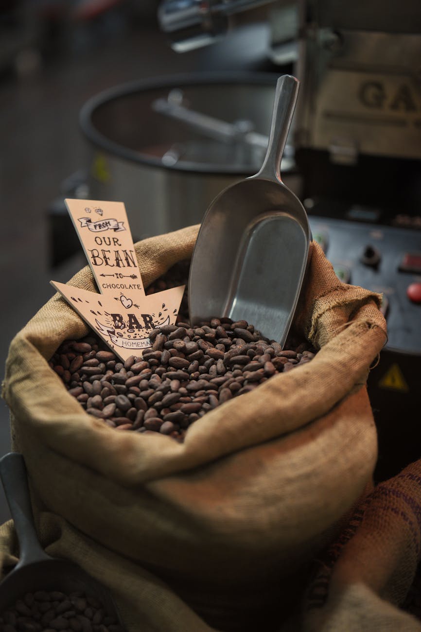 Fèves de cacao dans une toile de jute