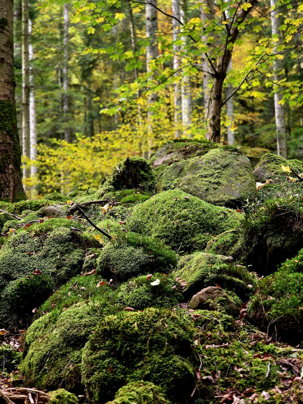 Forêt couverte de mousse en Alsace