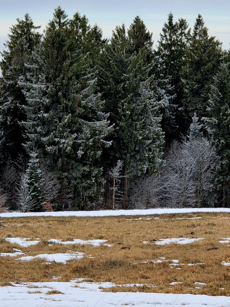 Forêt vosgienne enneigée en hiver