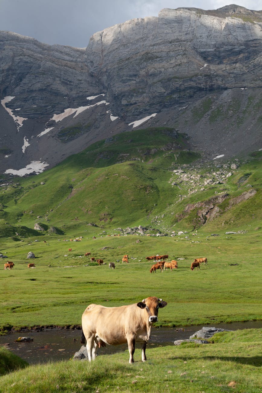 Vaches paissant à Luz-Saint-Sauveur dans les Pyrénées