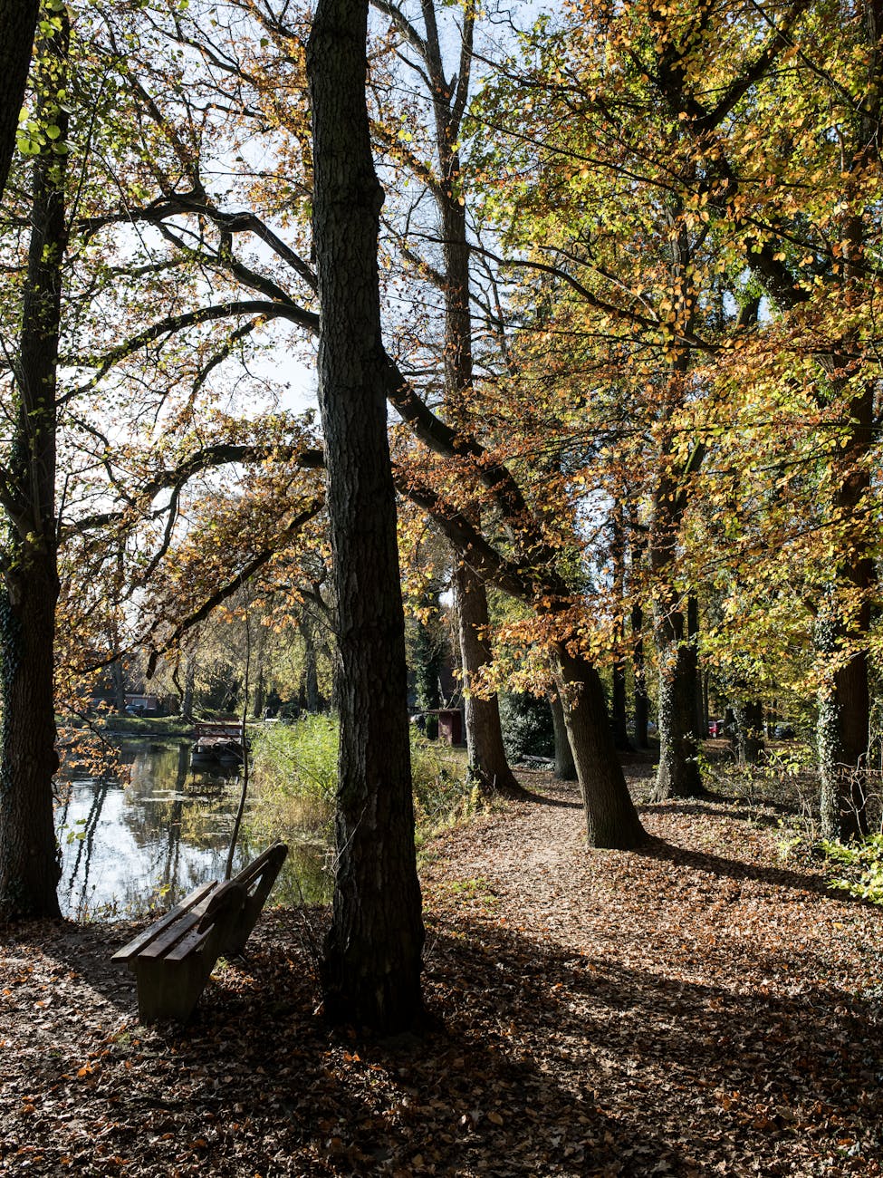 Sentier forestier au bord d'un étang en automne