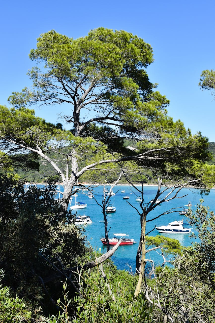 Bateaux flottant sur eau turquoise vus à travers les arbres à Hyères