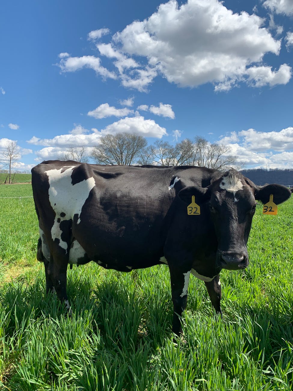 Vache holstein dans un pré verdoyant