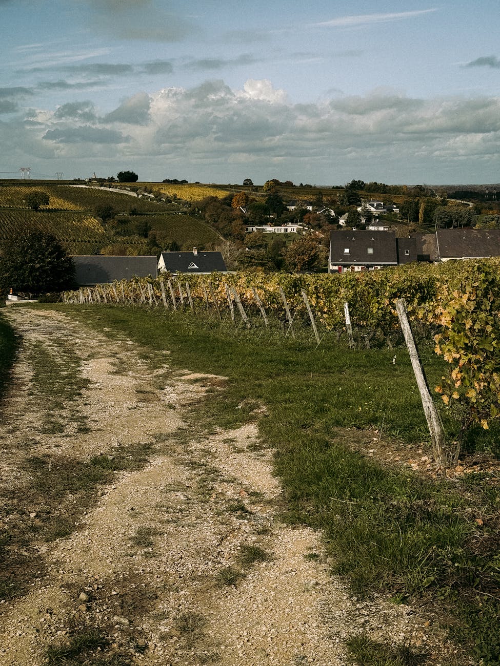 Vignoble français en automne