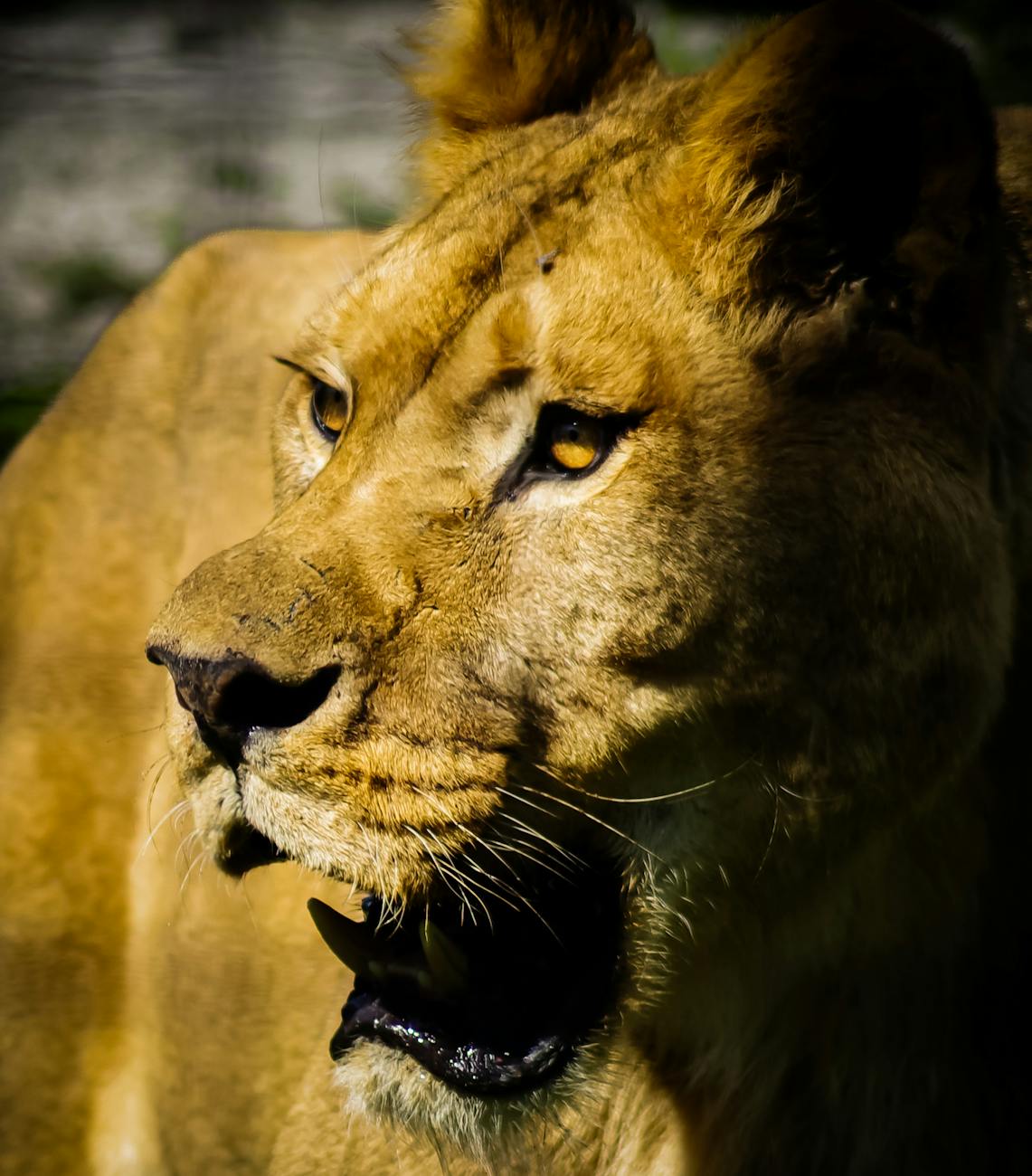 Lionne au repos en gros plan