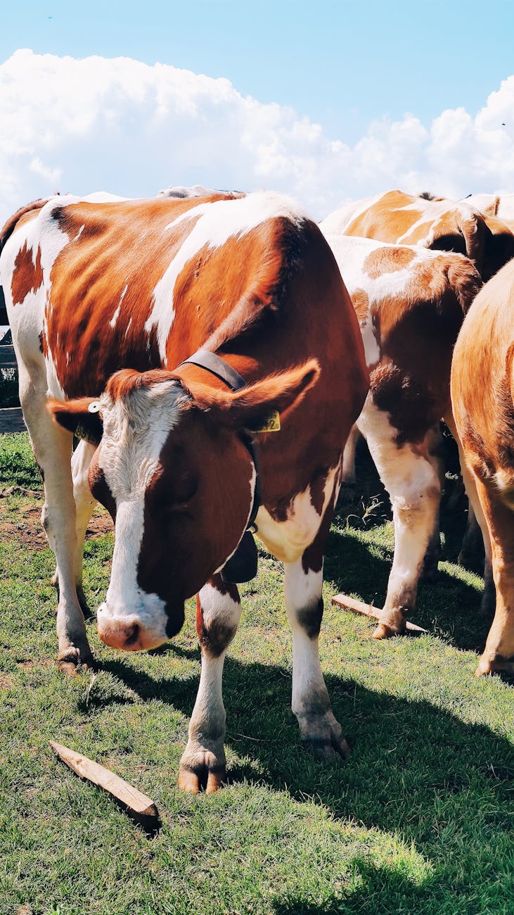 Bovins en pâturage dans une prairie verdoyante