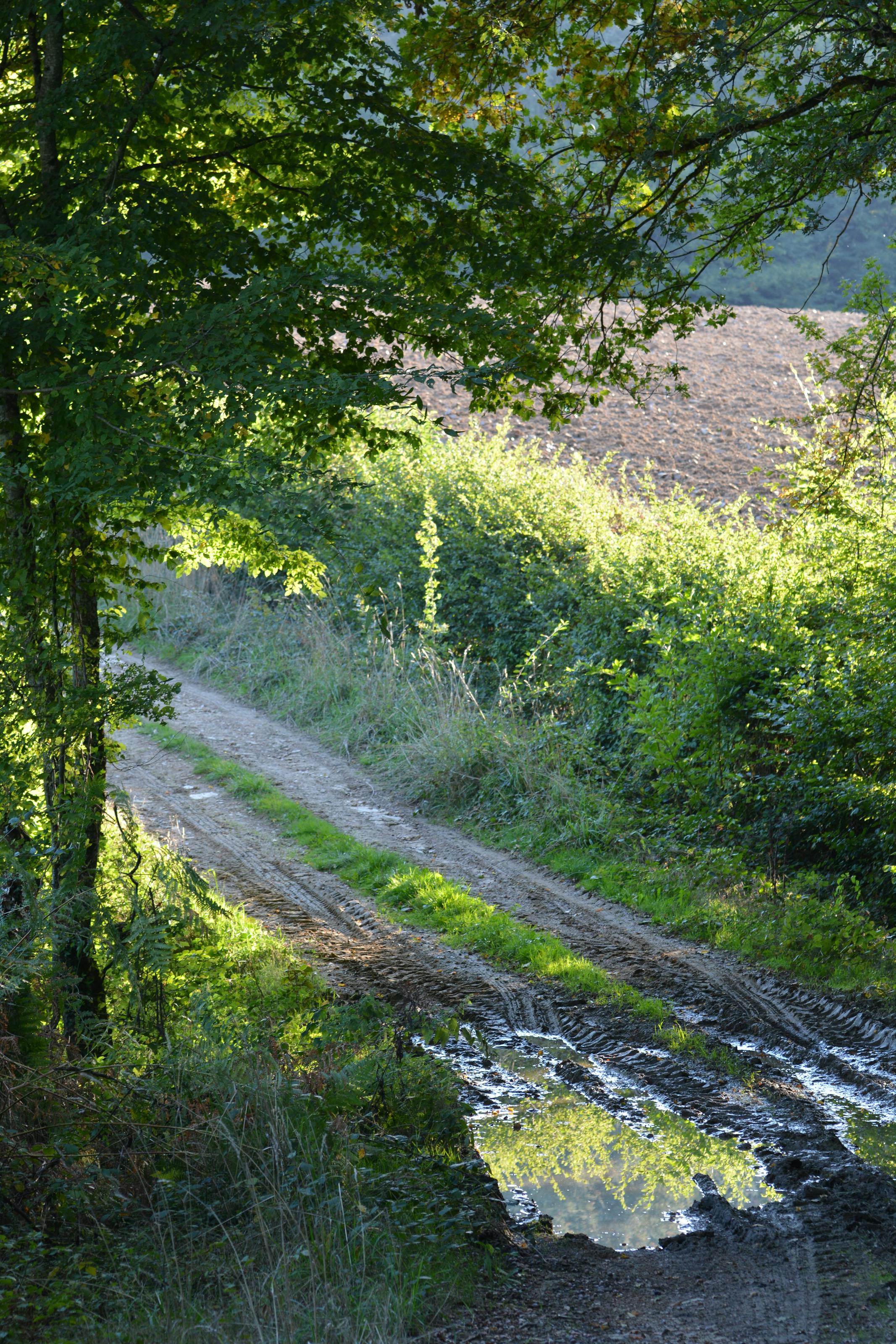 Route rurale en Creuse en été, paysage paisible