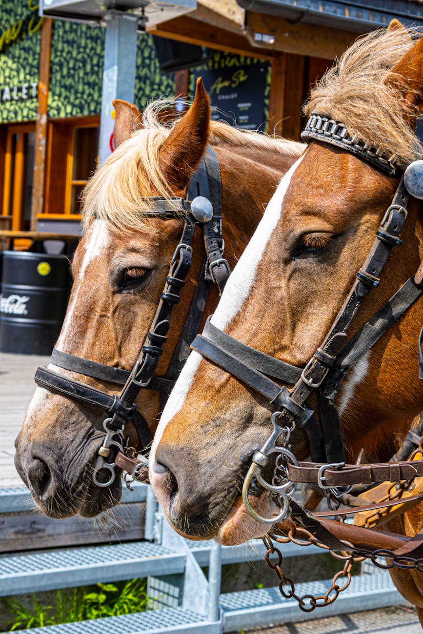 Deux chevaux de trait harnachés en gros plan
