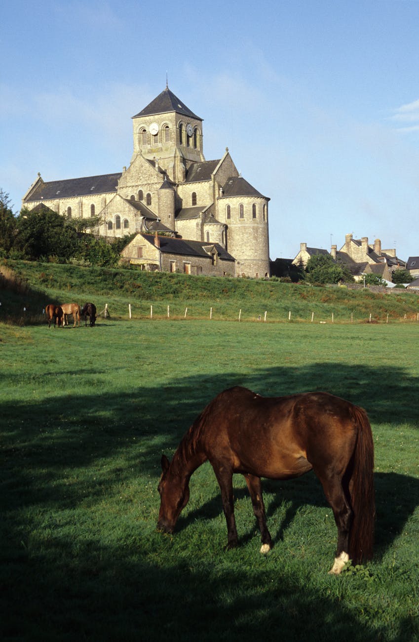 Chevaux paissant près d'une église en pierre en Bretagne