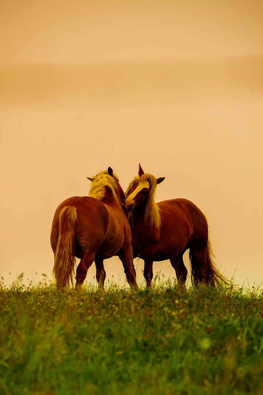 Deux chevaux paissant dans une prairie bretonne au coucher du soleil
