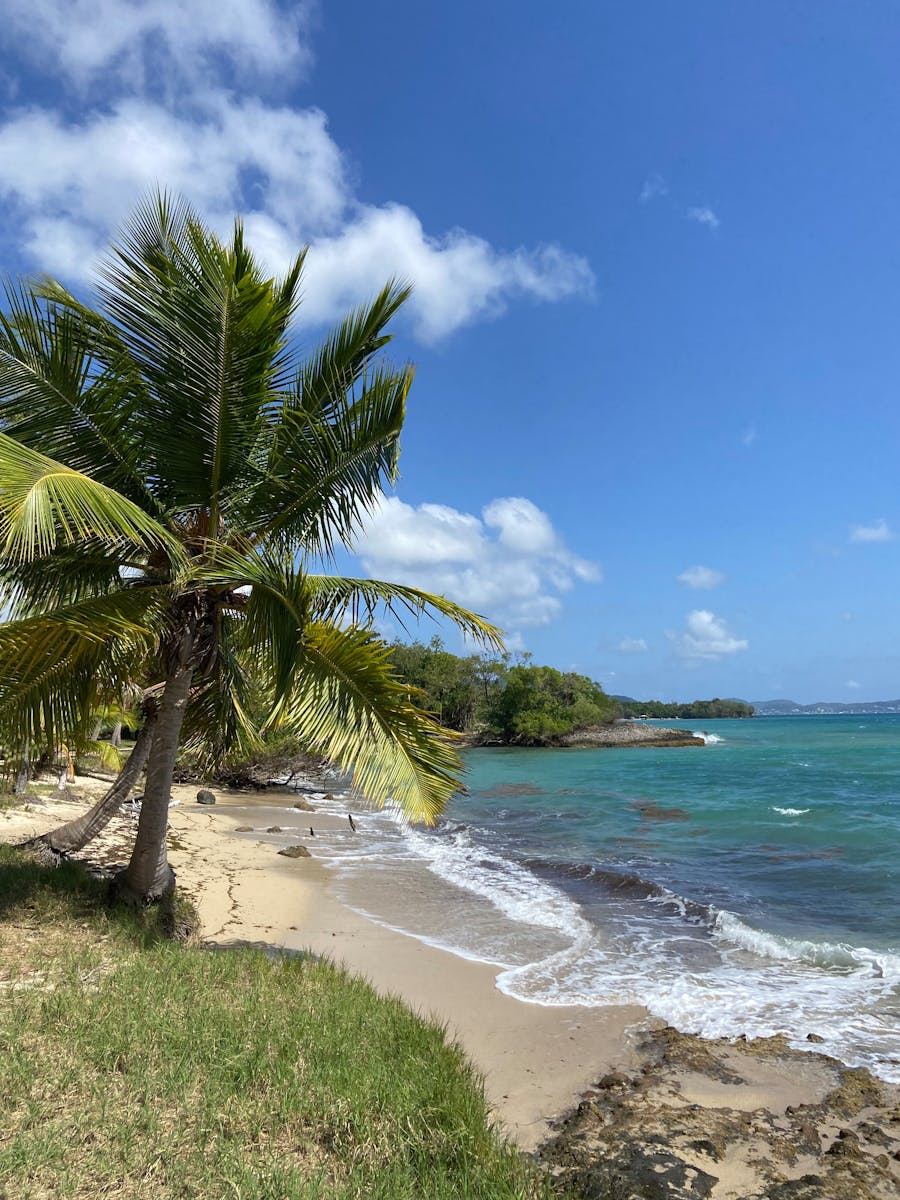 Palmier sur la côte caribéenne