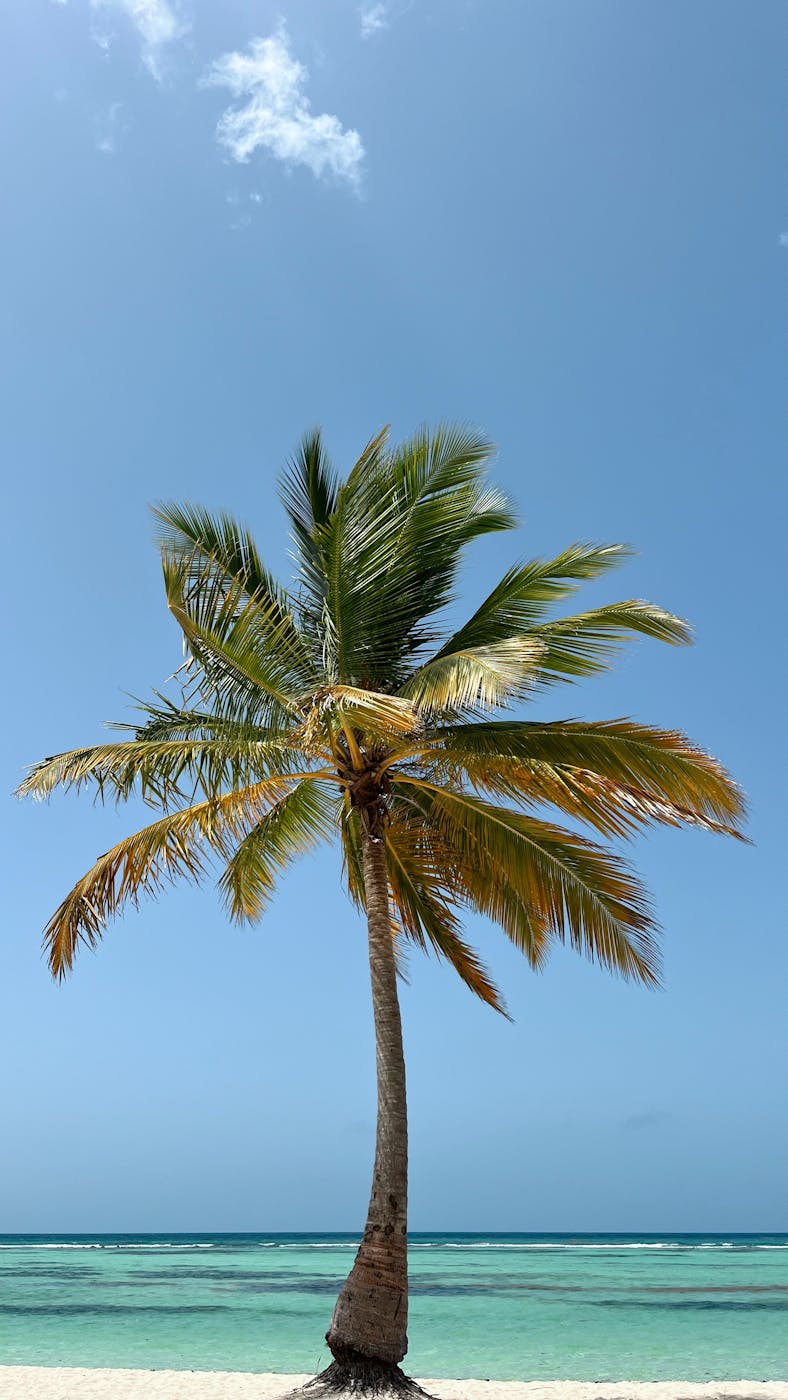Plage caribéenne avec cocotiers