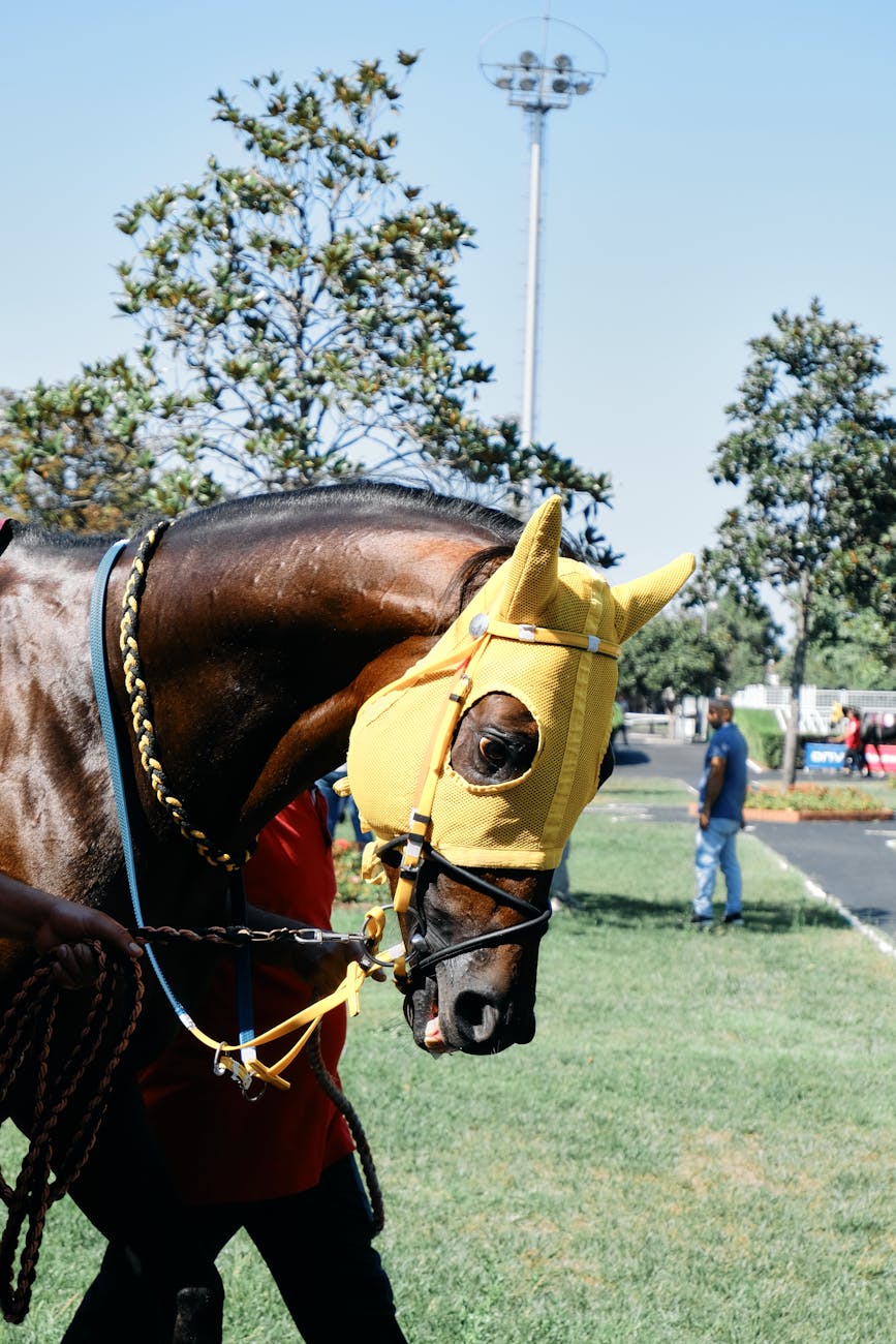 Cheval de course mené par un cavalier sur un hippodrome ensoleillé