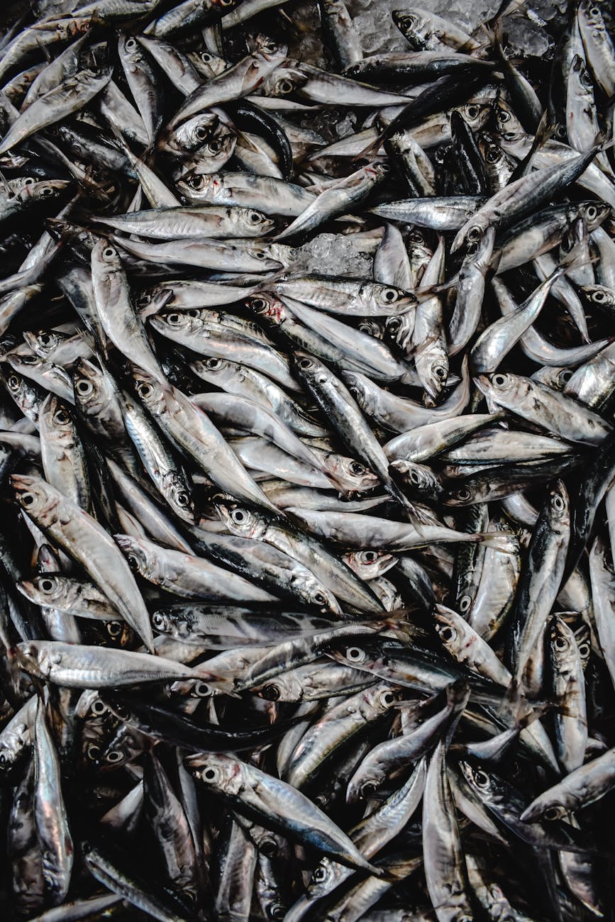 Sardines fraîches alignées sur un étal de marché
