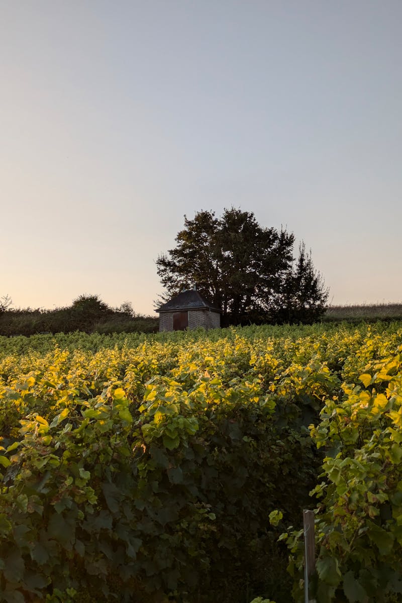 Vignoble français au coucher du soleil avec maison au loin