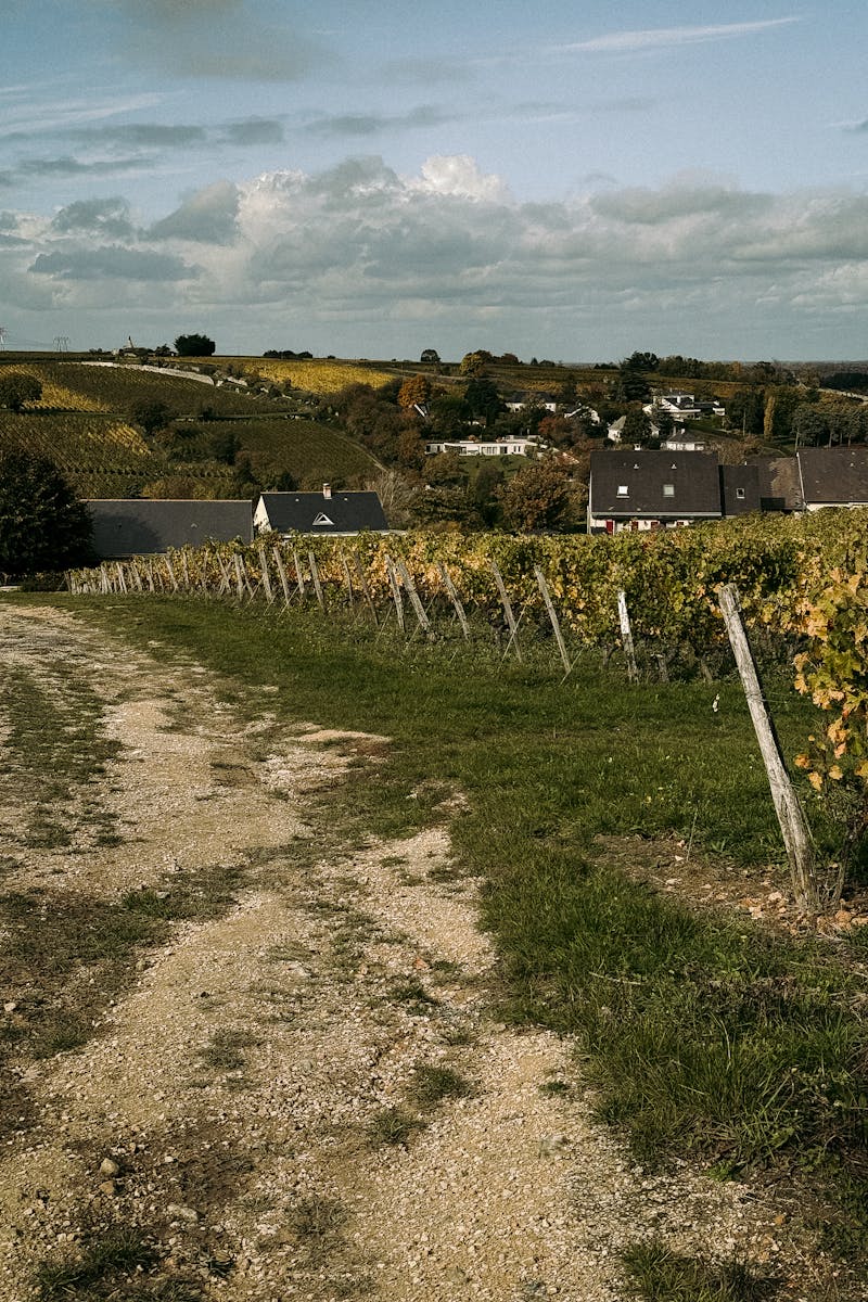 Vue panoramique de vignes en automne dans la campagne française