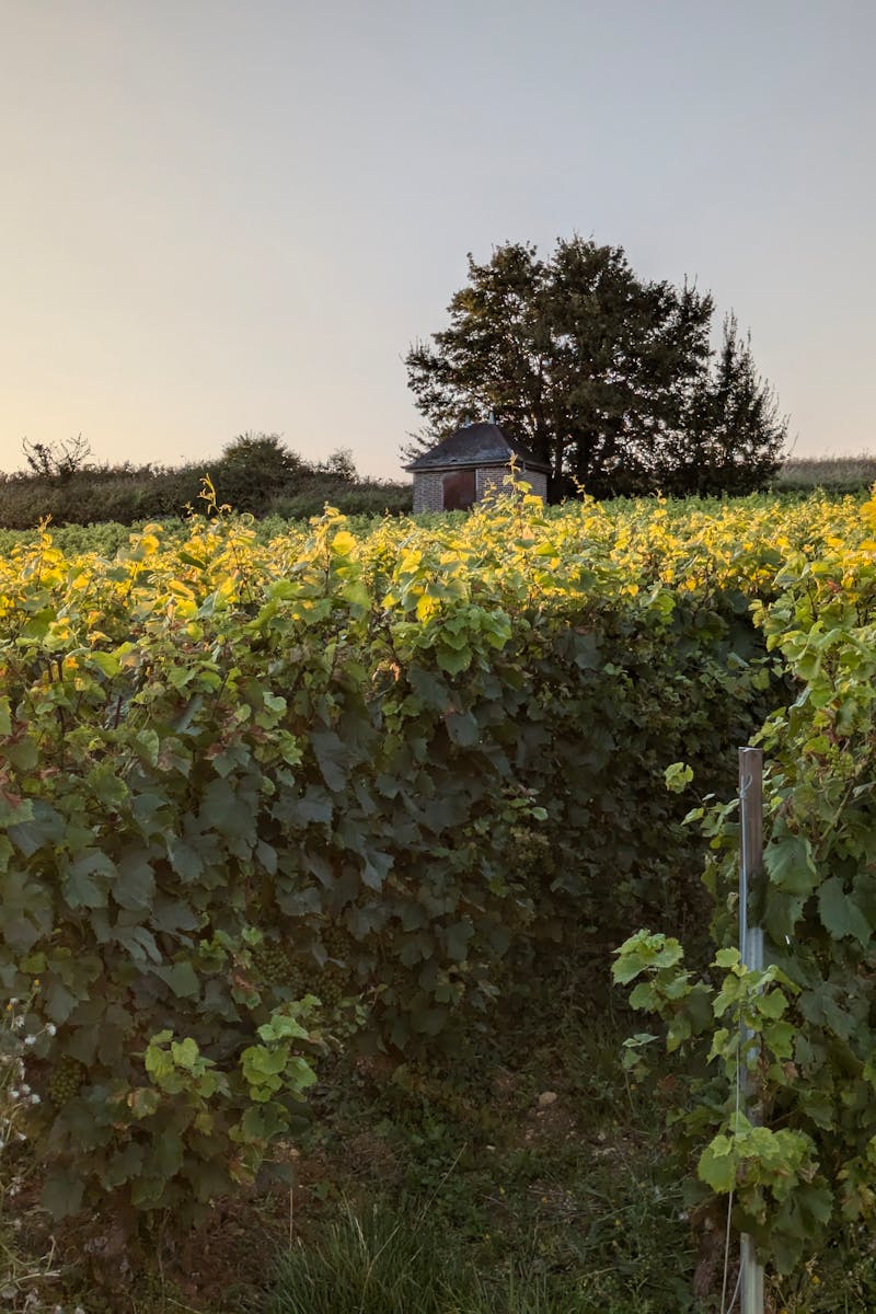 Paysage de vignoble français au coucher du soleil avec rangs de vignes