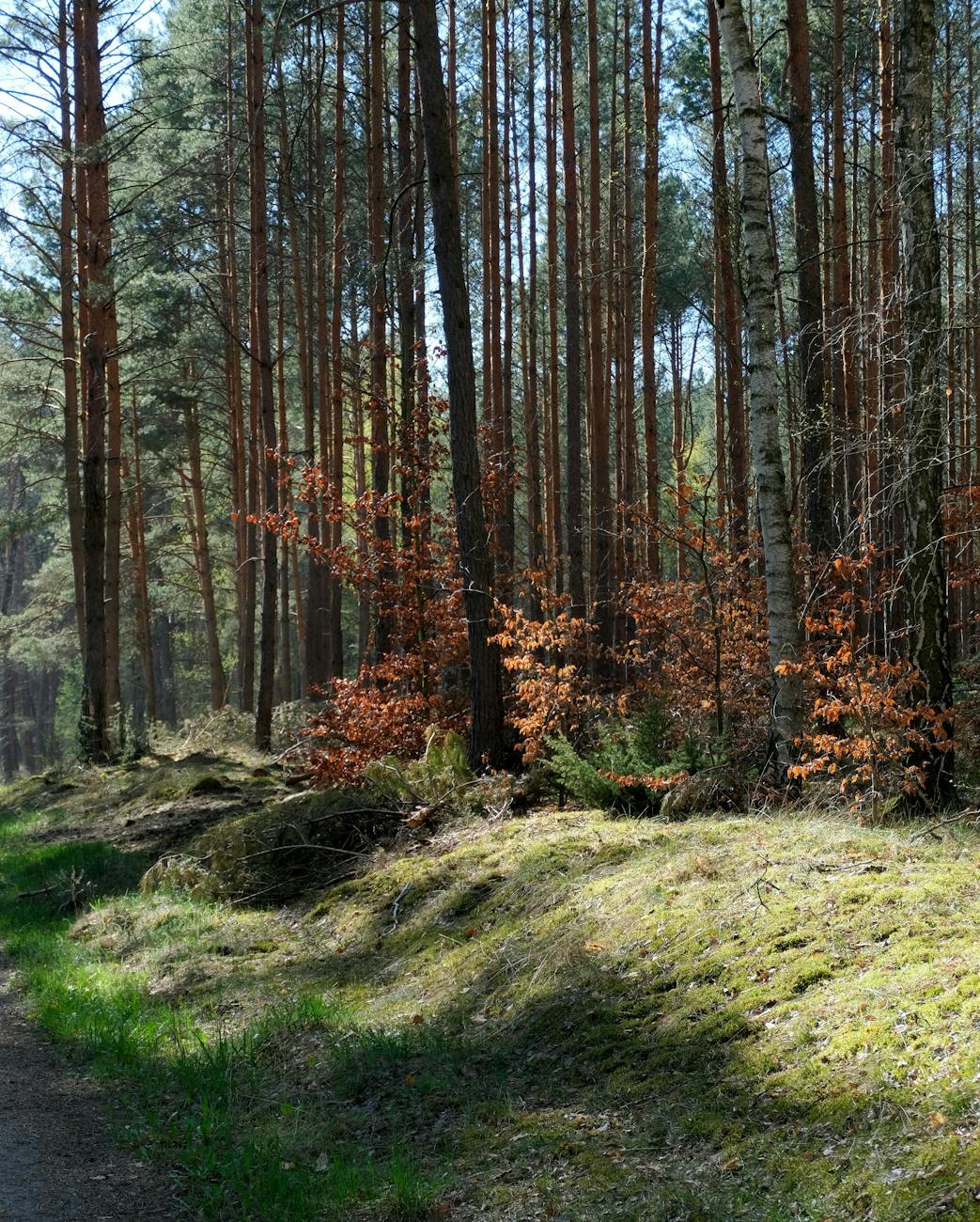 Sous-bois de pins lumineux