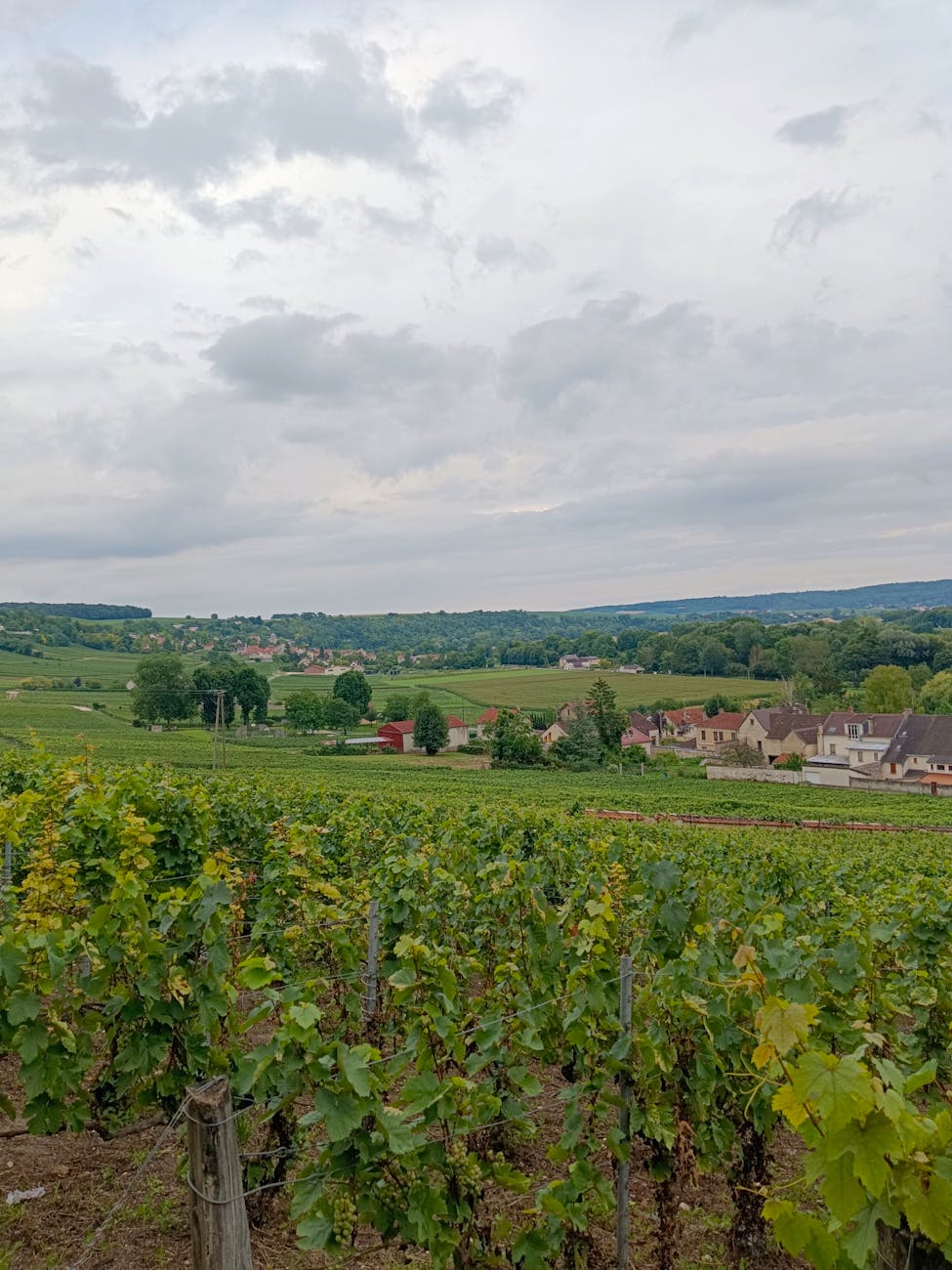 Paysage de vignoble dans la campagne française