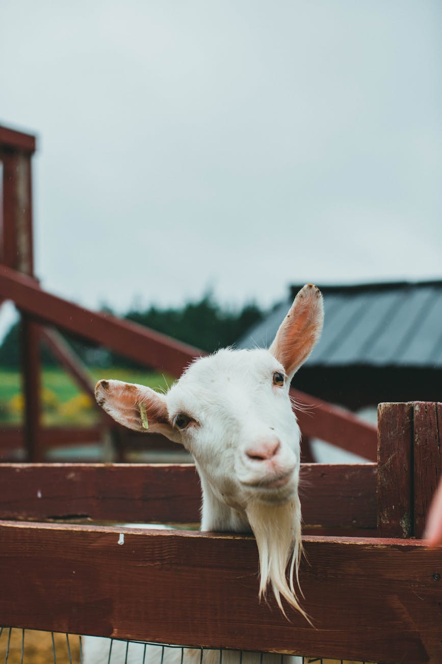 Chèvre blanche derrière une clôture de ferme