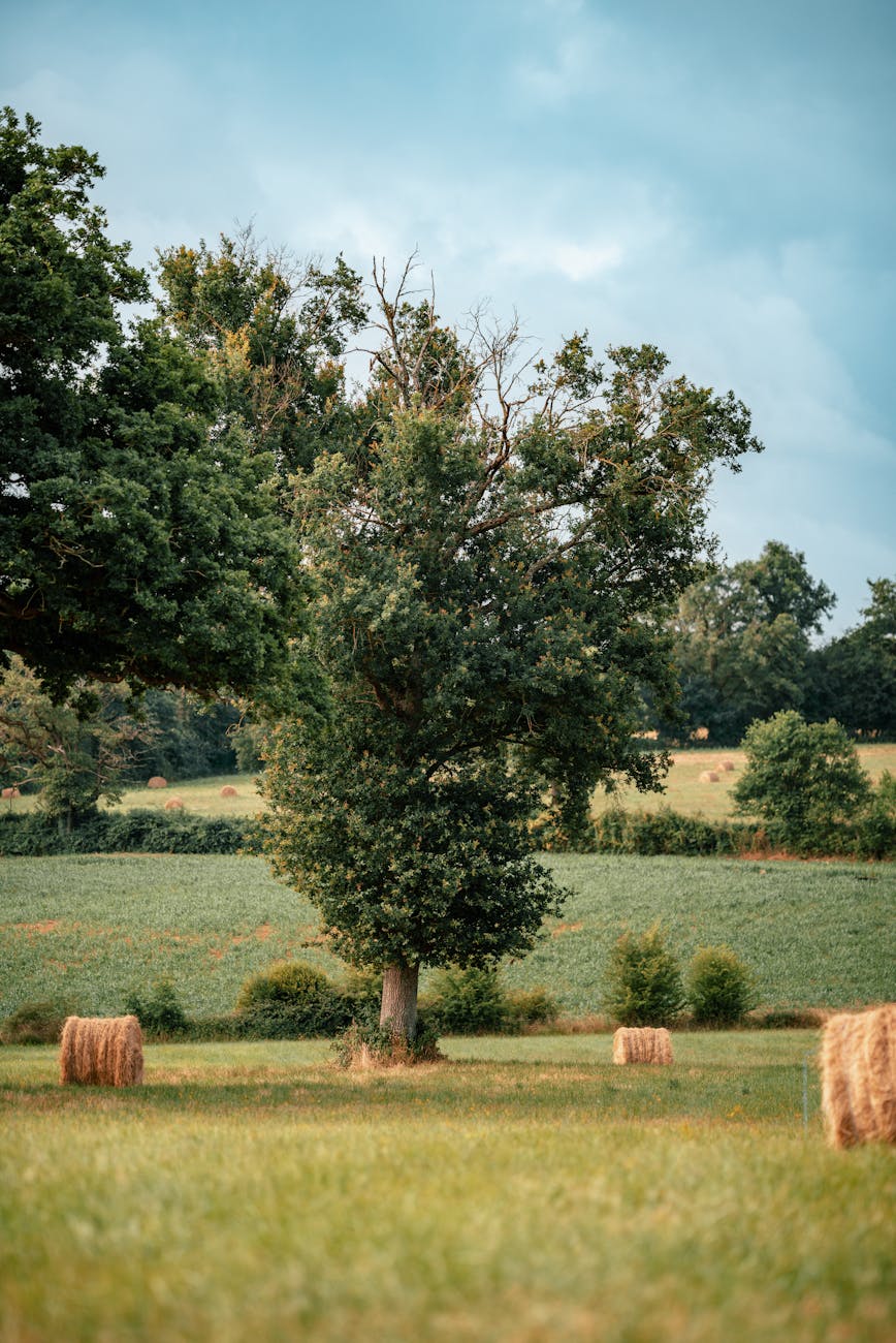 Paysage rural avec arbre solitaire et champs