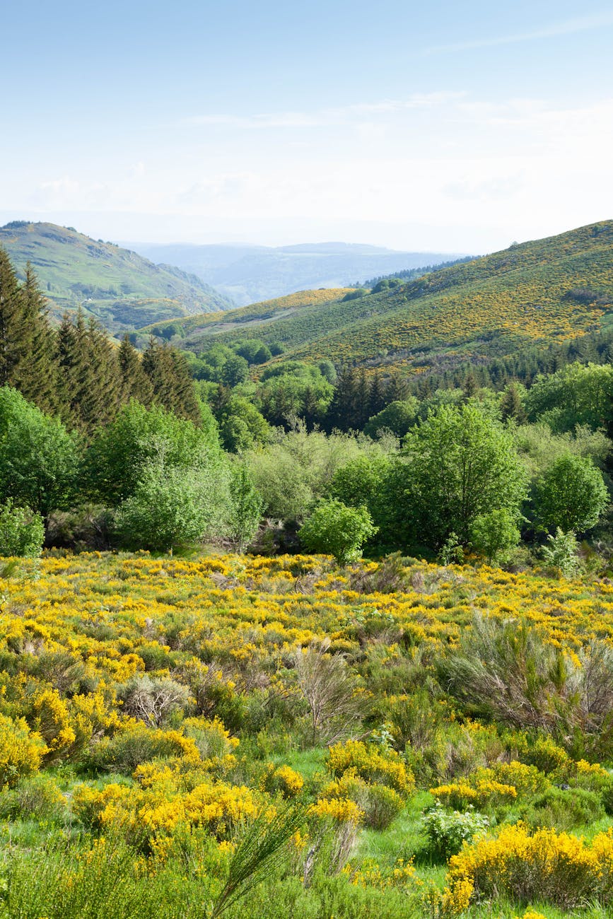 Paysage caussenard avec collines et fleurs jaunes