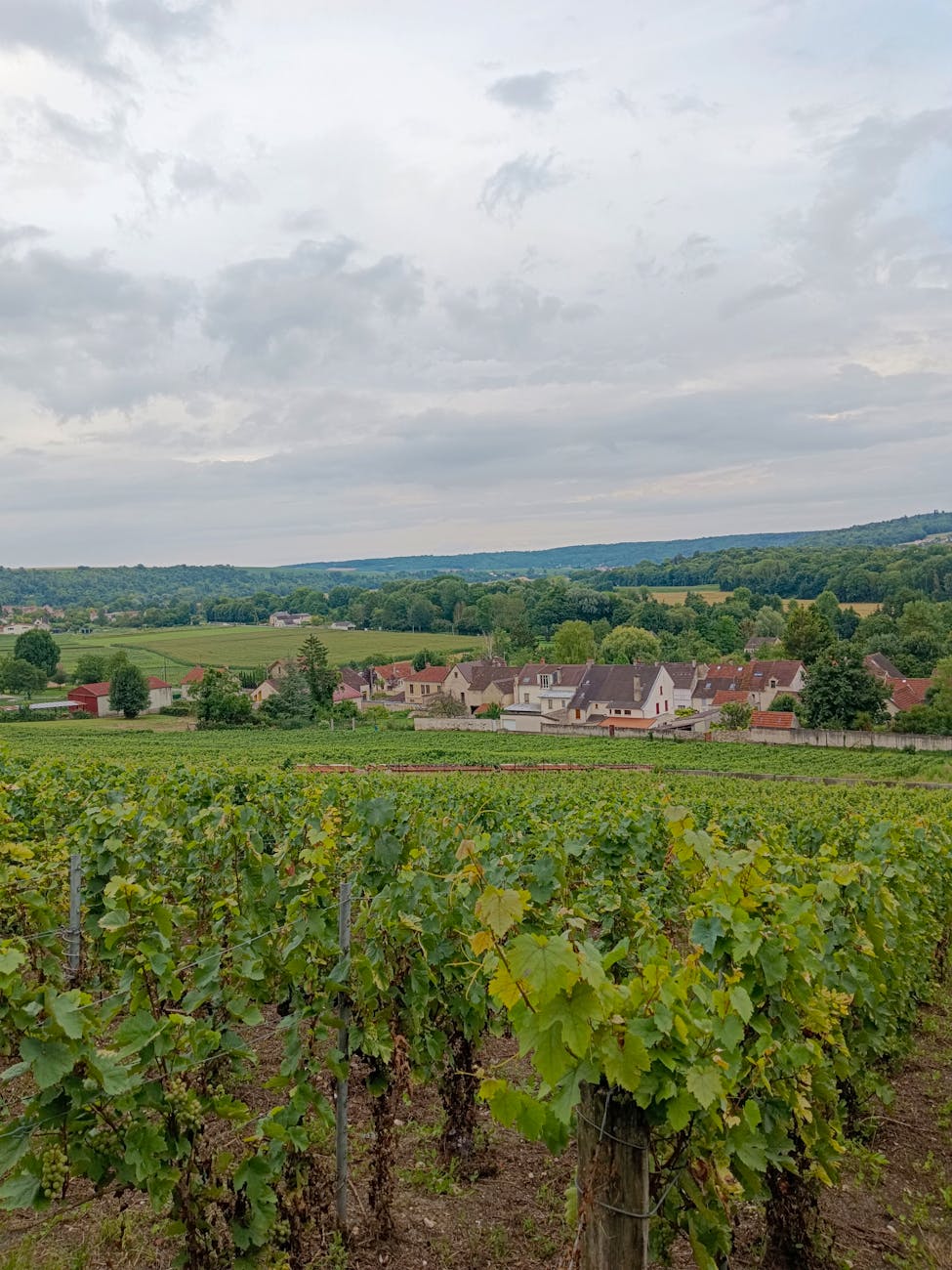 Paysage viticole et village dans la campagne française