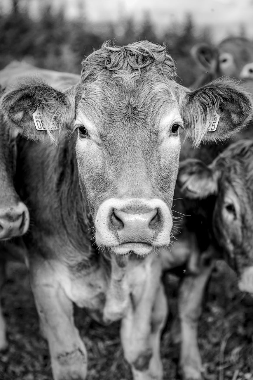 Vaches en noir et blanc dans un cadre rural français