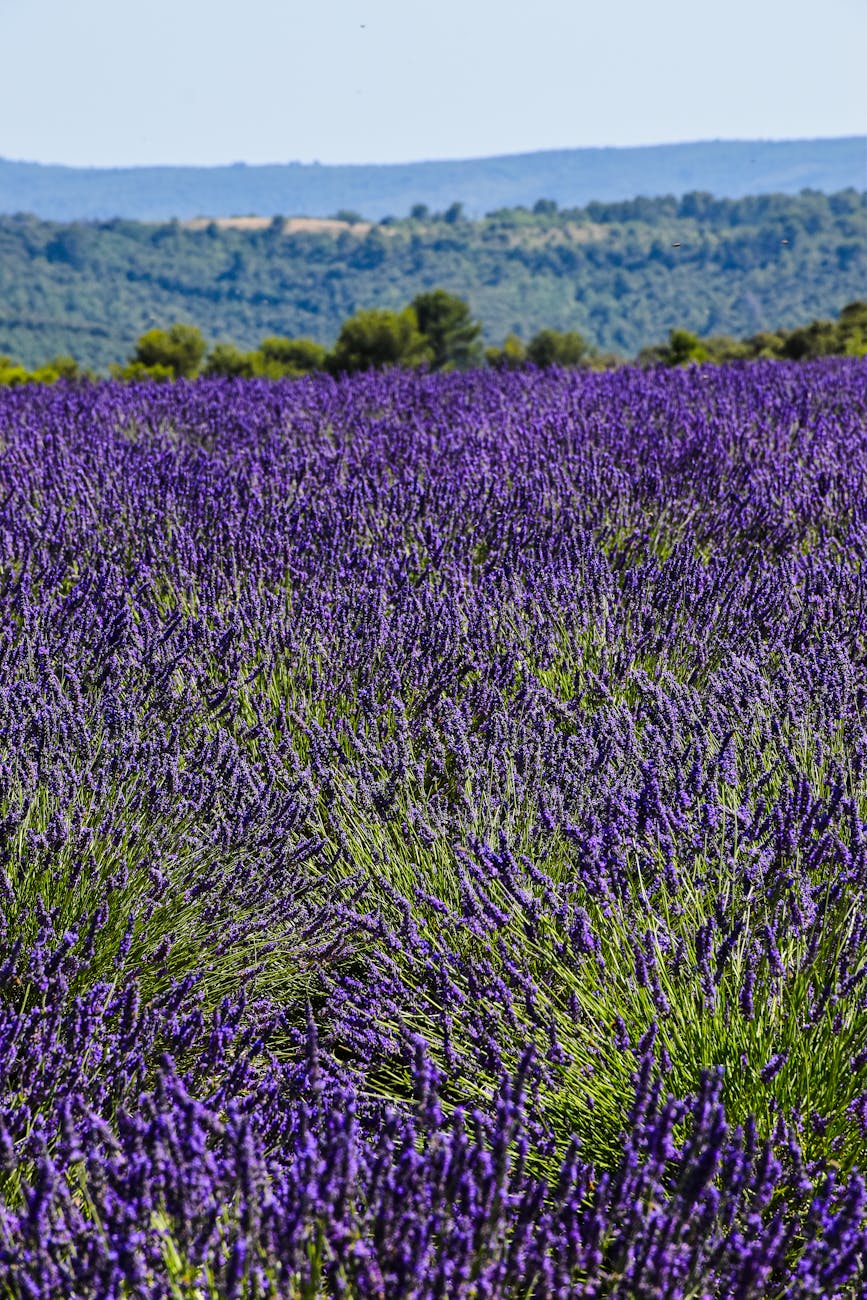 Champs de lavande pourpre à perte de vue en Provence