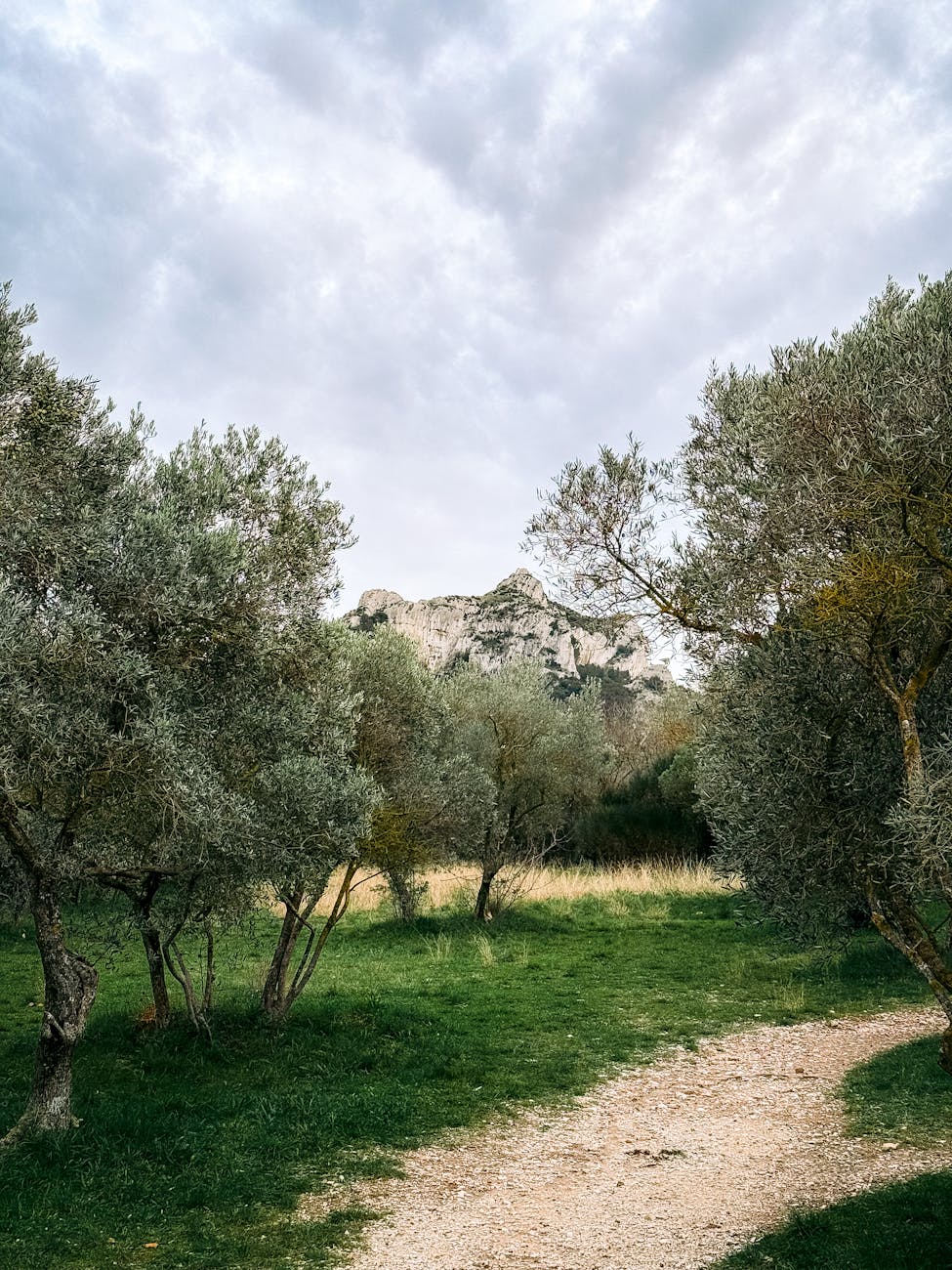 Sentier dans une oliveraie provençale au pied des montagnes