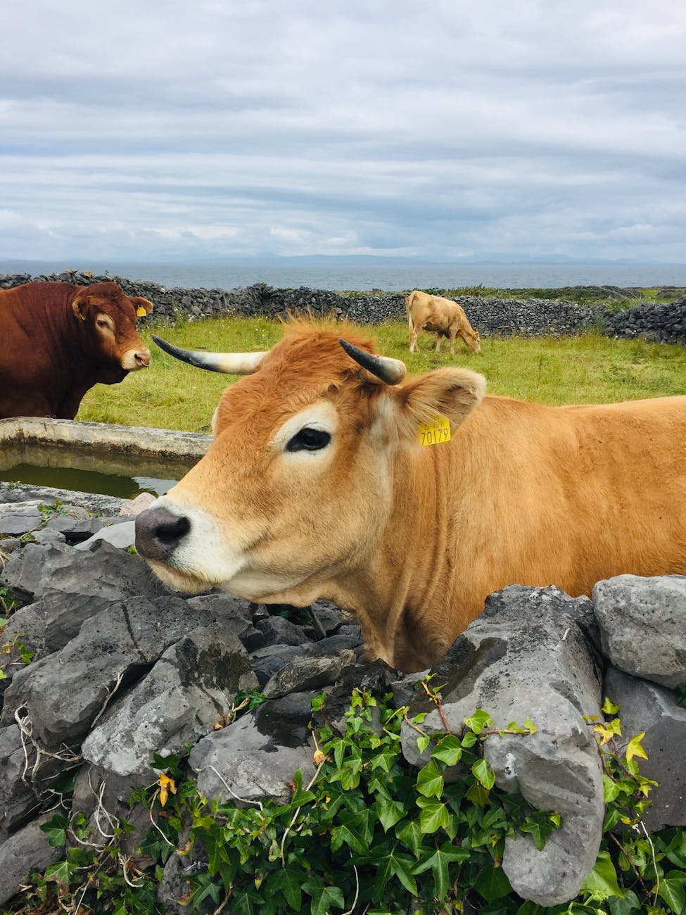 Vache de race Aubrac brune dans une pâture en pierres
