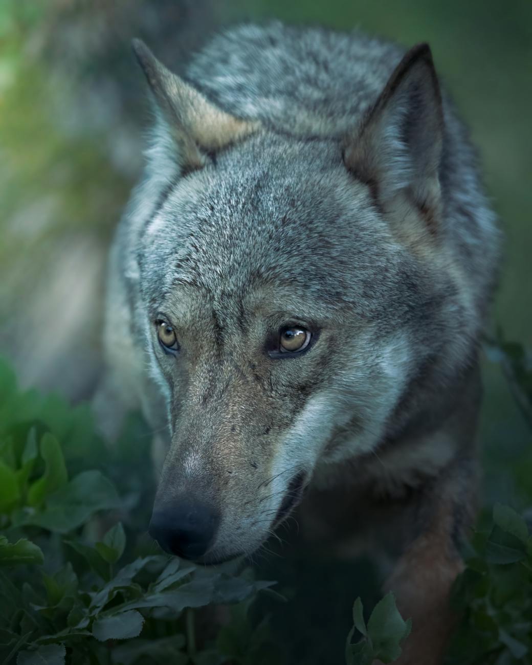 Loup gris dans la forêt européenne
