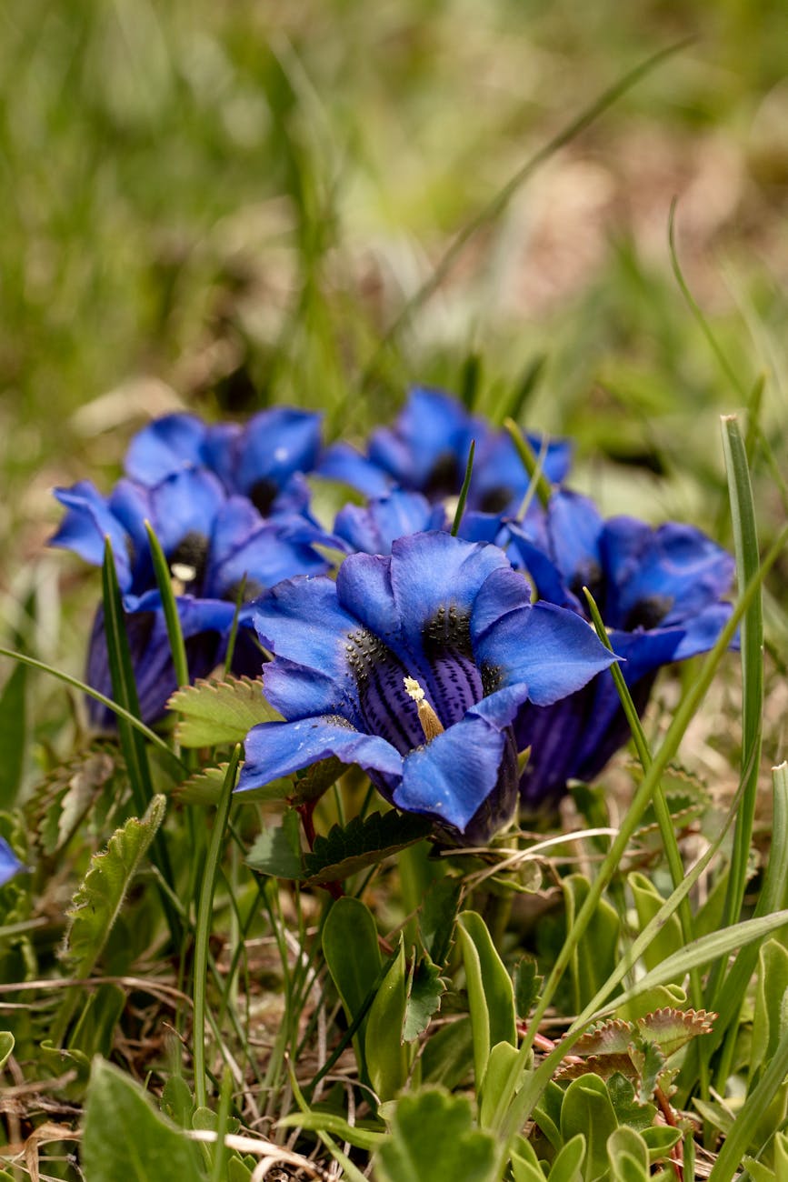 Gros plan de fleurs de gentiane bleues vibrantes parmi l'herbe verte