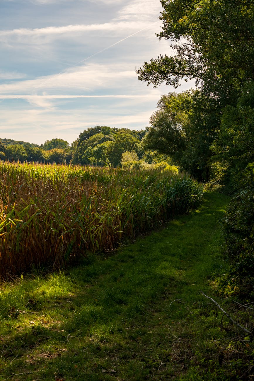 Bocage mayennais avec haies et prairies