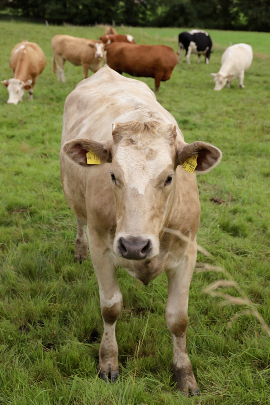 Vaches laitières dans une prairie verte