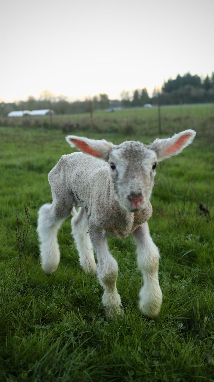 Jeune agneau dans une prairie verte