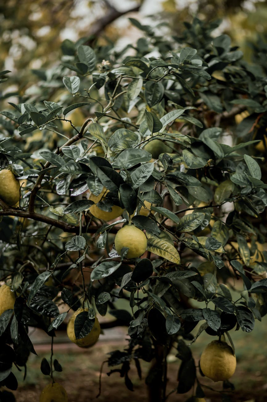 Citronnier en fruits avec citrons mûrs sur les branches