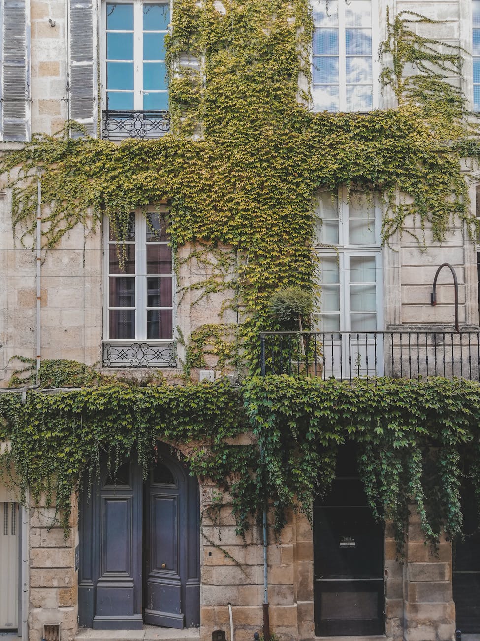 Façade bordelaise pittoresque couverte de lierre vert