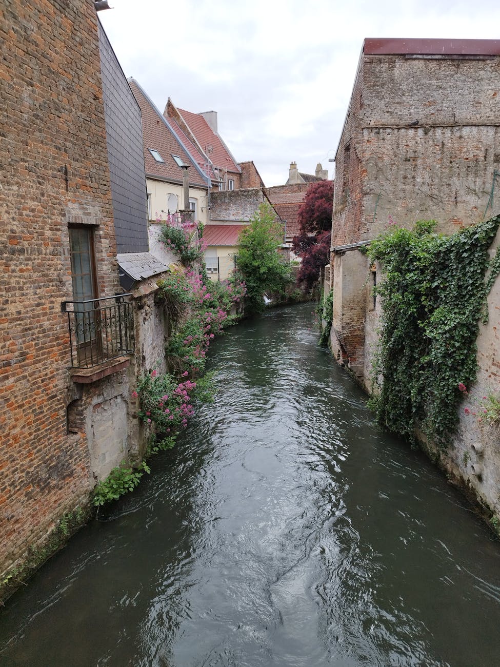 Canal européen bordé de bâtiments couverts de lierre et de fleurs