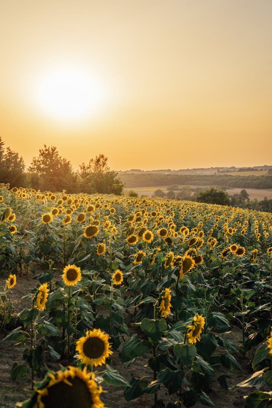 Champ de tournesols au coucher du soleil dans la campagne française