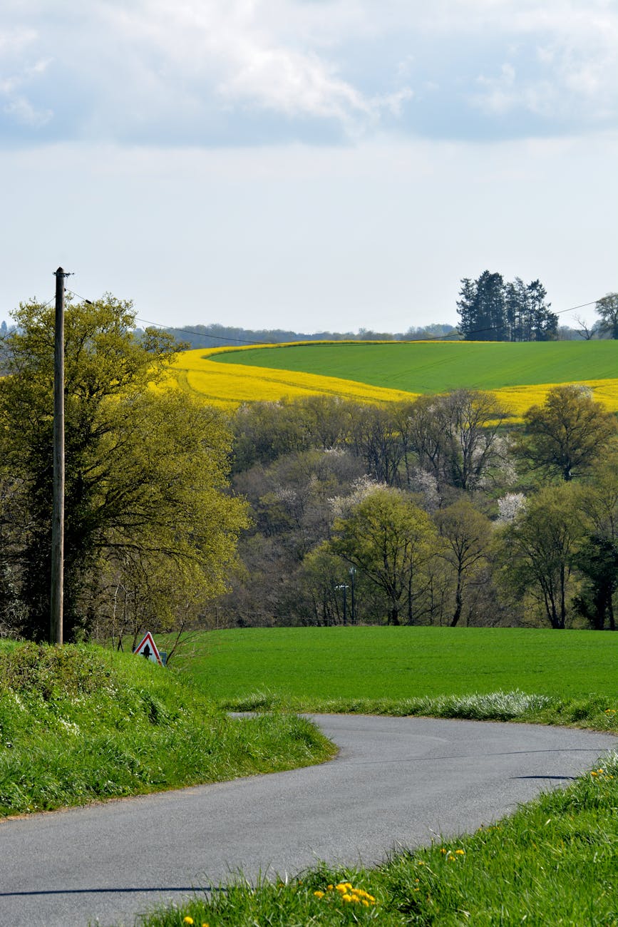 Route de campagne et champs de colza fleuris